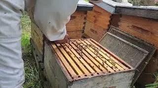 Result of Varroa mites treatment using formic acid
