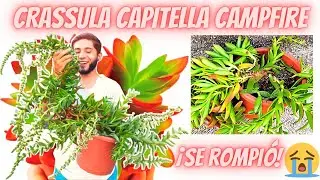 Crassula Capitella Campfire🔥3 Métodos de PROPAGACIÓN | Cuidados para tenerla ENORME👌🏻
