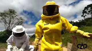 Colheita de Mel 🍯👀🐝 Safra 2025 Parte 1