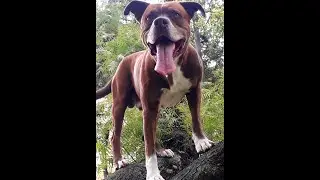 🍗DIETA BARF🐕 Principiantes, receta e información.