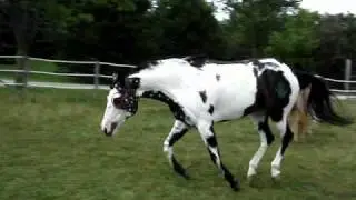 Indian Painting Horses 0002