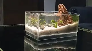 Making a Waterfall for My Guppy Fish (DIY Desk Aquarium Ecosystem Build)