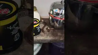 Snake In The Kitchen!!🐍 #snakemaniac #snakerescue #snake