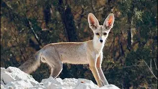 Your 5 Facts About Ruppell&rsquo;s Fox