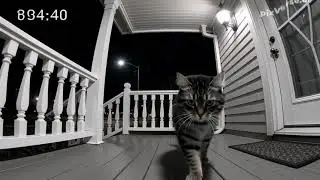 Cat video on doorbell camera