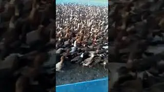 Indian Runner Ducks 🦆