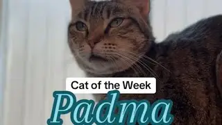 Cat of the Week ~ Padma