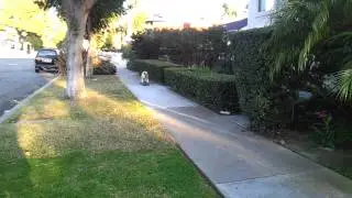 Bully boarding