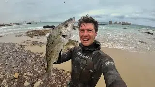 Amazing Spearfishing an Artificial Reef...FREE FISH for BREAKFAST!