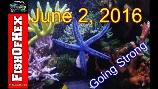 Update On My Blue Linckia Starfish Added Back In 2016