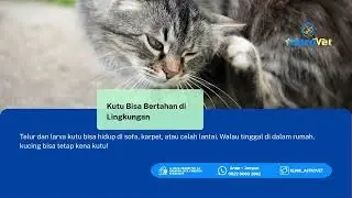 Instagram Post - Can Cats (Video).mp4