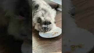 Why my cat i s like this 👀 #shorts#youtubeshorts # trending# viral shorts