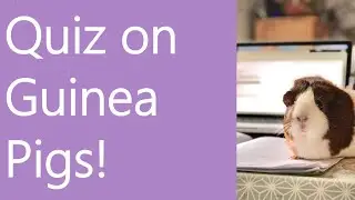 Quiz on Guinea Pigs!