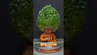 Chia Pet #2 - Monkey King #timelapse #chiapet #AmazingTube-1 #amazingtube #Tube2310