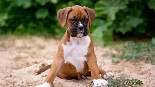 Boxer Dogs & Drama Therapy-Can Theater Techniques Help Express Emotions?