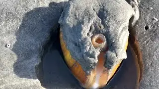 Buscando almejas en el bajamar 