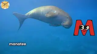 Sea Animal Alphabet Song for Kids | Learn A to Z Ocean Creatures!
