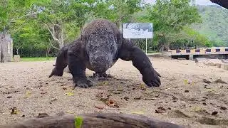 *Komodo Dragon Walking on the Beach