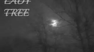 THE STRING WARRIOR - Lady Tree (2020)