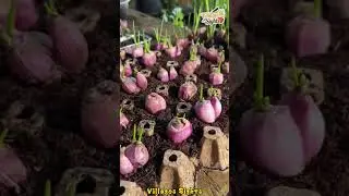 Tips for growing onions in your home garden