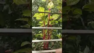 Iresine can easily grow by cuttings 🌿 Iresine herbstii propagation ( Bloodleaf Cuttings grow easily)