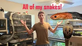 Экскурсия по комнате ядовитых змей!