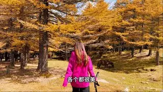 芦芽山两天一晚攻略