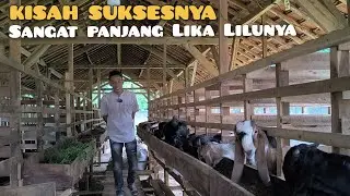 Lambeng farm: Sejak 2010 sudah sukses ternak kambing penggemukan 