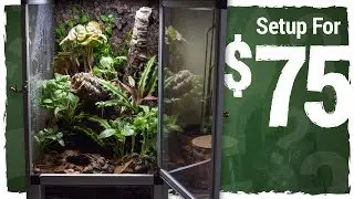 Can I Set Up a Vivarium for $75?