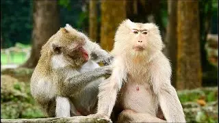 Jane was give best grooming to big female monkey , cute monkey grooming , ASMR Grooming