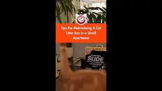 Tips For Maintaining A Cat Litter Box in a Small Apartment