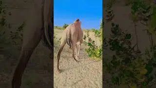 A beautiful camel is running .  #camel #camellife #camels #viralvideo #viralshorts