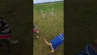 bolt & popeye dog walking field