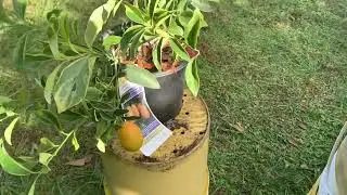 Tasting sour citrus variegated kumquat