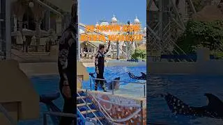 🐬👌The Dolphin Show | Highlights #subscribe #travel #shorts