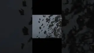 Bat attack #viral