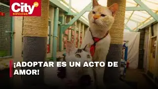 Gran jornada de adopción de perros y gatos en Engativá: conozca cuándo y dónde | CityTv