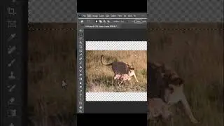 How to Fit and Resize Images to Canvas in Photoshop Perfectly #ResizeImage #CanvasSize