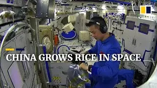 China grows rice, other plants in space as part of Tiangong station experiment