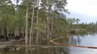 Massive Sinkhole Swallows Trees in Louisiana