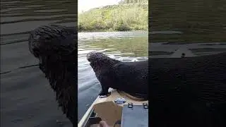 Sea Otter Climbs onto Small Boat for a Free Ride