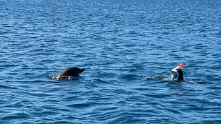 SWIM WITH DOLPHIN