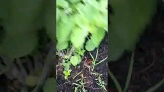Rare Native clammy ground cherry physalis