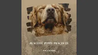 Calm and Content Dogs with Rainfall Soothing Sound