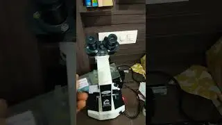 Rotten Onion 🧅 under a microscope (why you shouldn't eat rotten onions