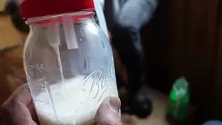 We milked our Nigerian Dwarf goats for the first time using our homemade milking machine.