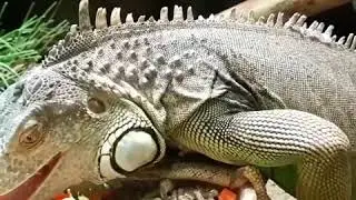 Chameleon. Dyreparken, Kristiansand, Norway