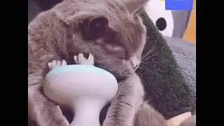 Pet Electric Head Massager for Cat