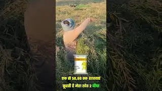 Star 10-15 Best Mustard Variety 🔥 Mustard Farming |Star mustard 10-15 | Top Sarso Kism Ki Kheti |