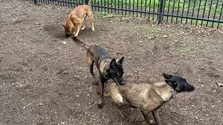 Dog fights for dominance in pack 😳😱🫣🐕💪🏾 #dog #viral #foryou #funny #dogs 